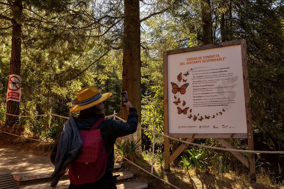 Descubre el Espectáculo Natural de la Mariposa Monarca en Michoacán: Enero y Febrero
