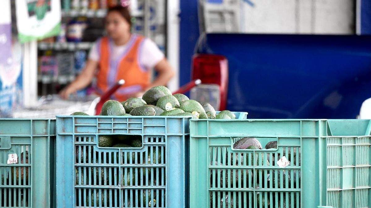 Michoacán Apuesta Fuerte al Super Bowl 2026: Más de 110 Mil Toneladas de Aguacate Listas para Exportar